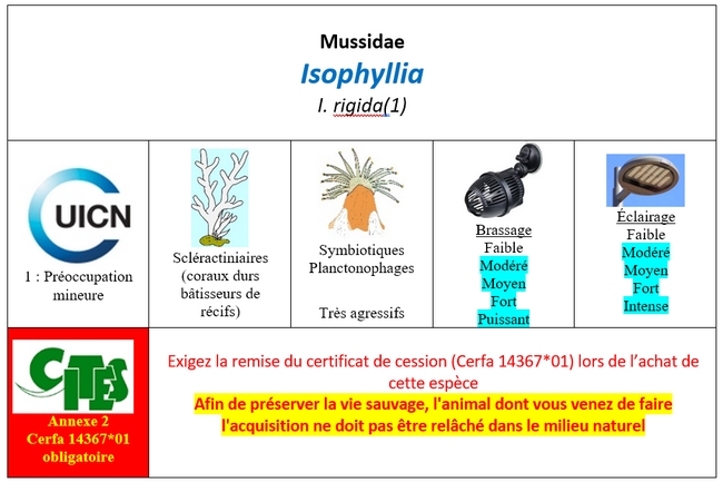 Isophyllia