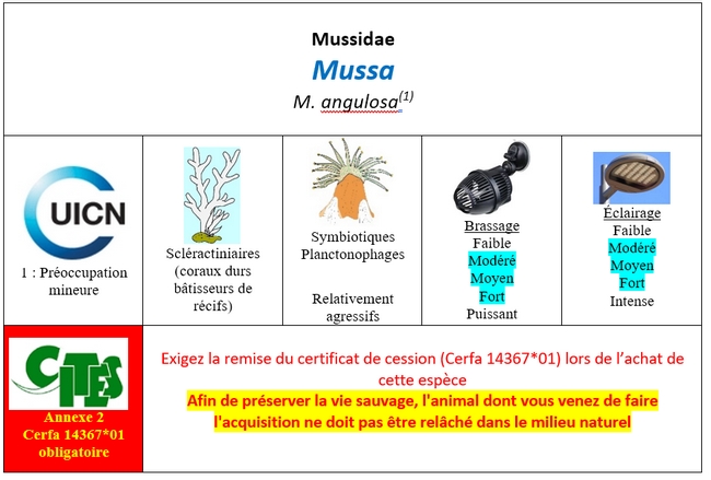 Mussa