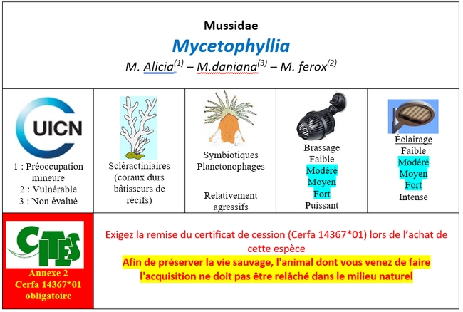 Mycetophyllia