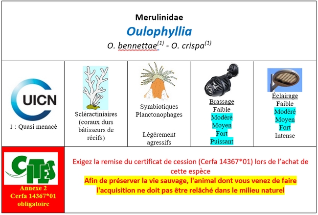 Oulophyllia
