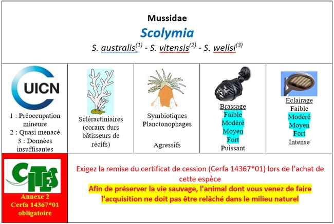 Scolymia