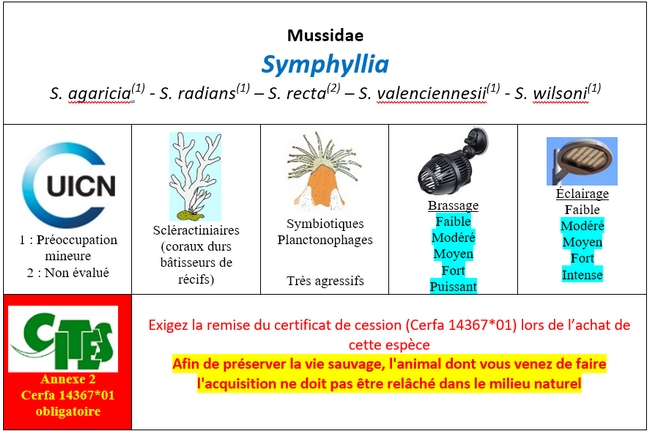 Symphyllia