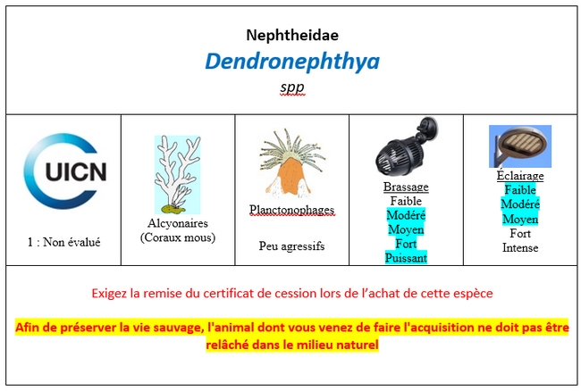 Dendronephthya