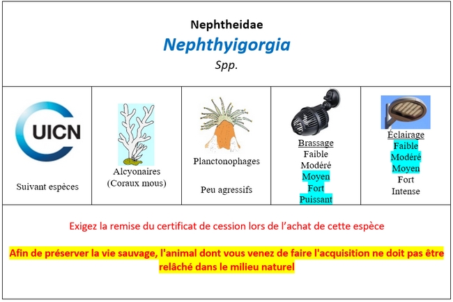 Nephthyigorgia
