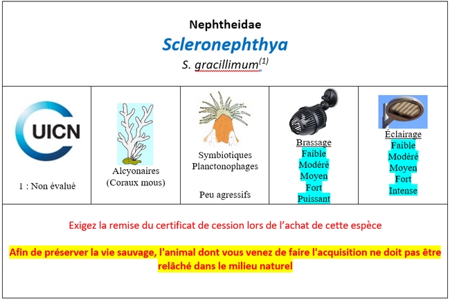 Scleronephthya