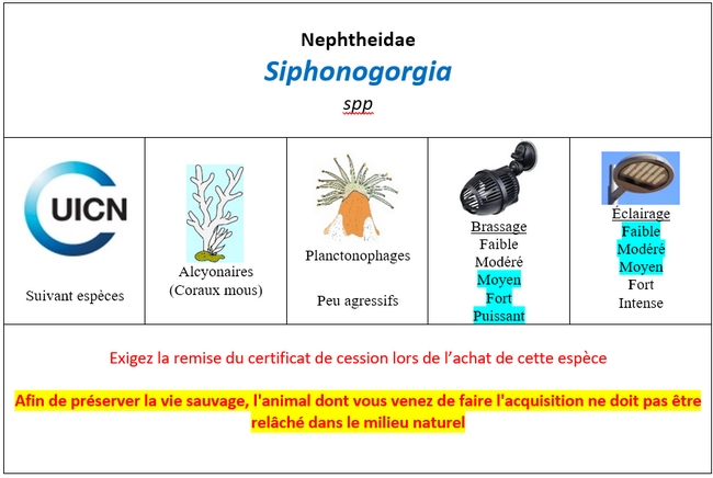 Siphonogorgia