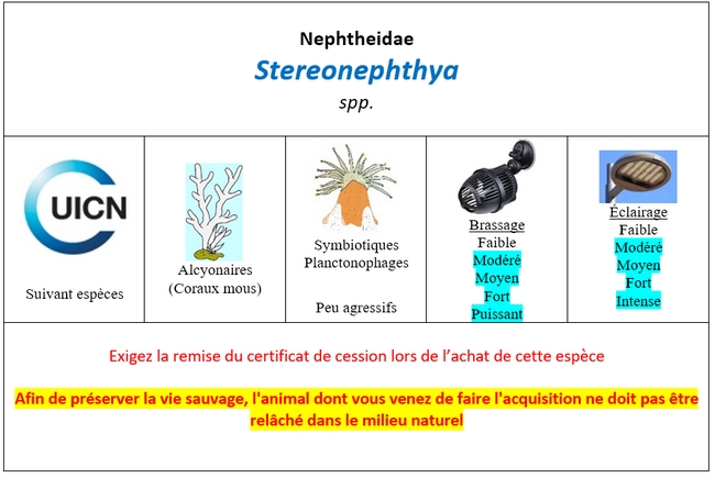 Stereonephthya