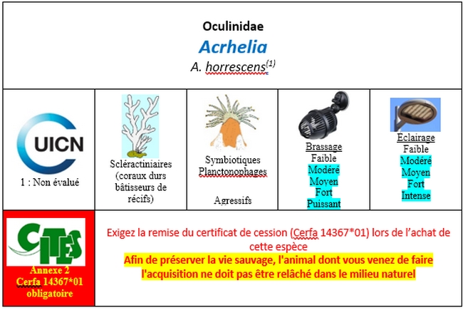 Acrhelia