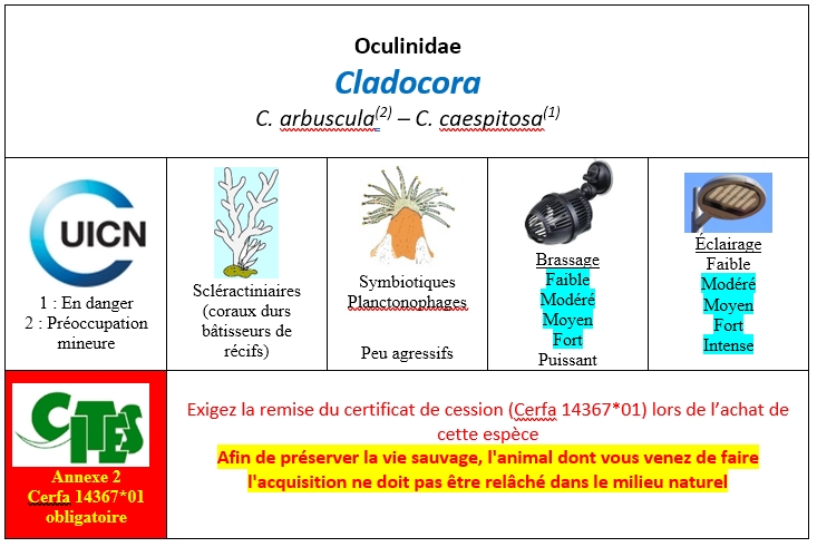 Cladocora