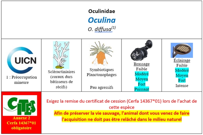 Oculina