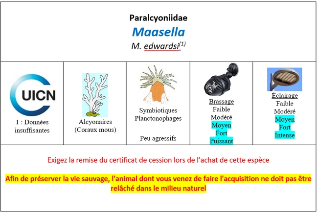 Maasella