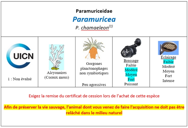 Paramuricea