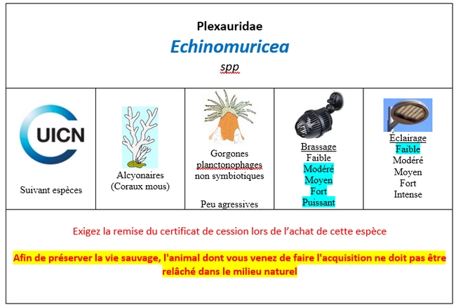 Echinomuricea