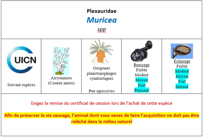 Muricea