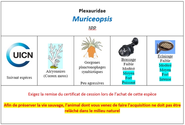 Muriceopsis