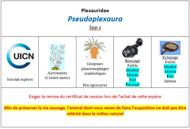 Pseudoplexora