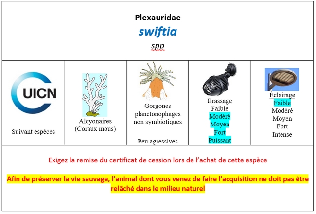 Swiftia