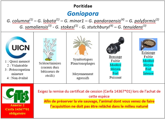 Goniopora