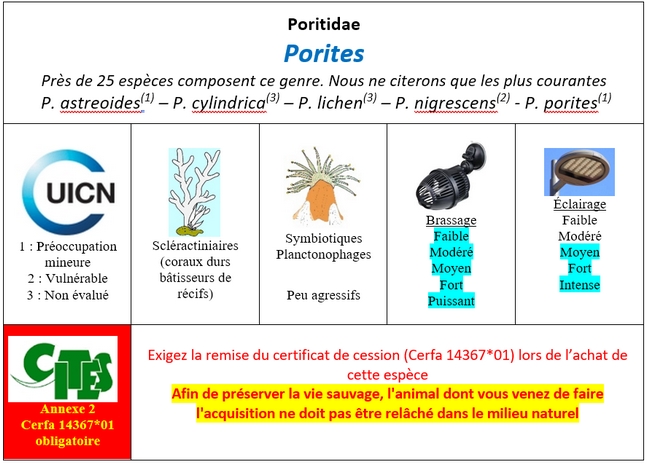 Porites