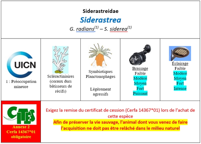 Siderastrea
