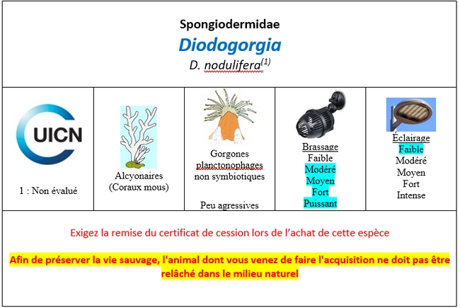Diodogorgia