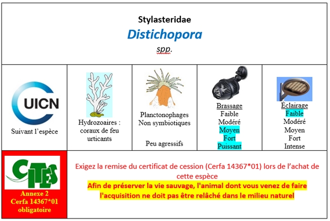DIstichopora