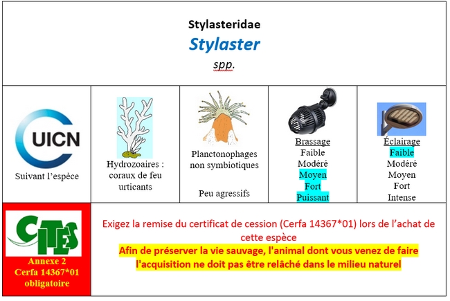 Stylaster