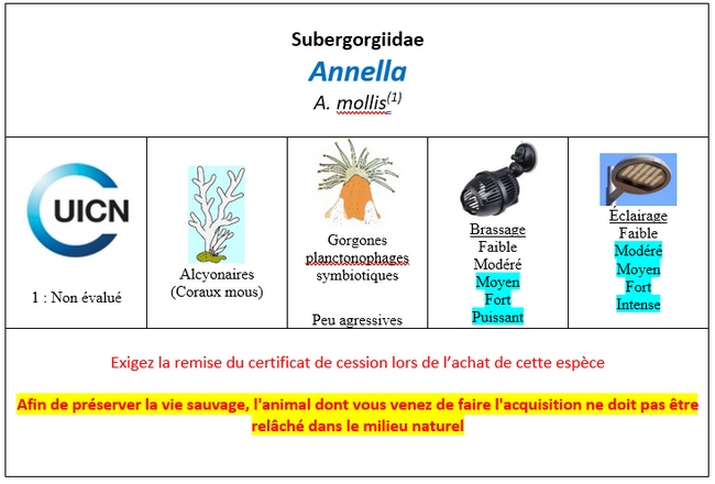 Annella