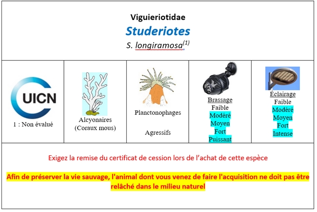 Studeriotes