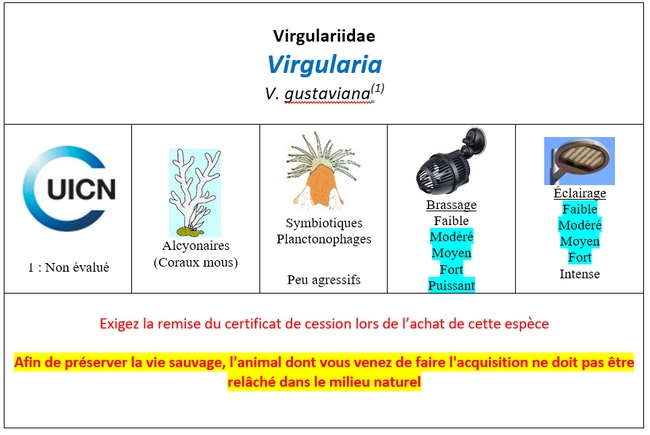 Virgularia