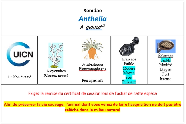 Anthelia