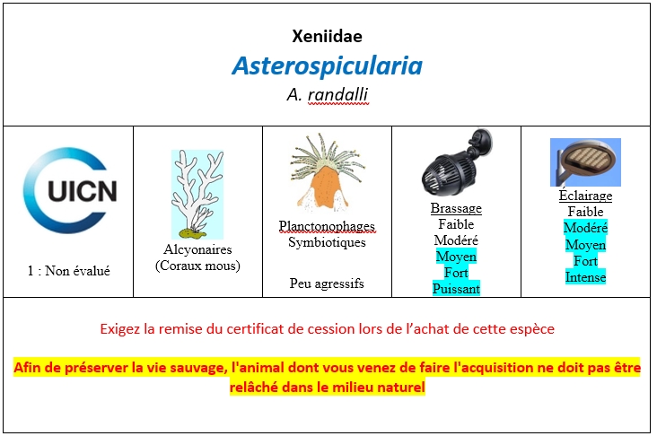 Asterospicularia
