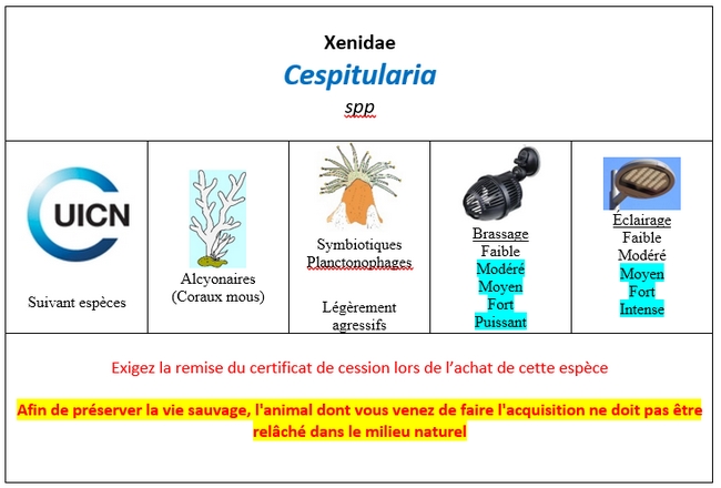 Cespitularia