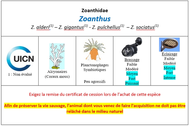 Zoanthus