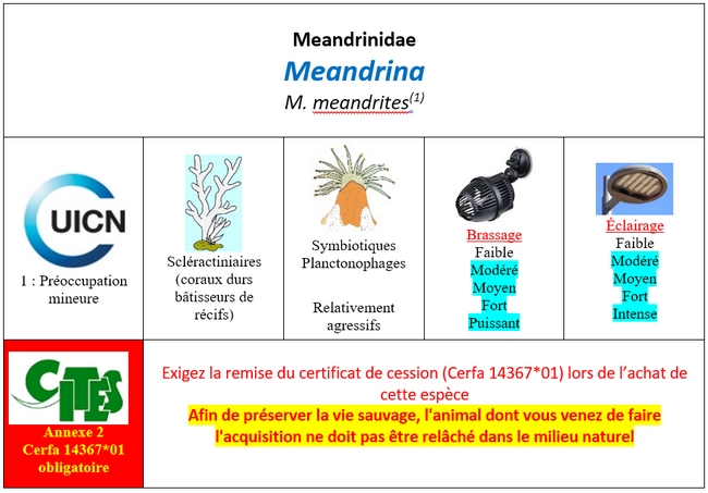 Meandrina