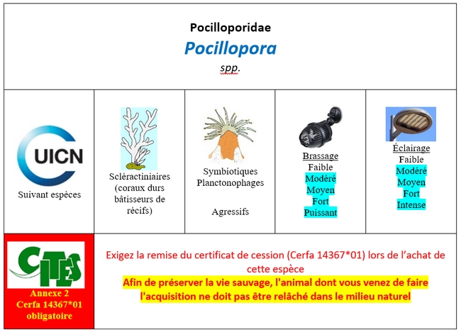 Pocillopora