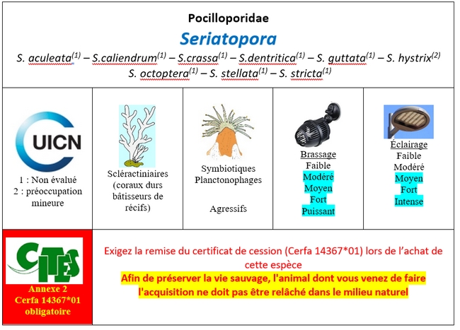 Seriatopora