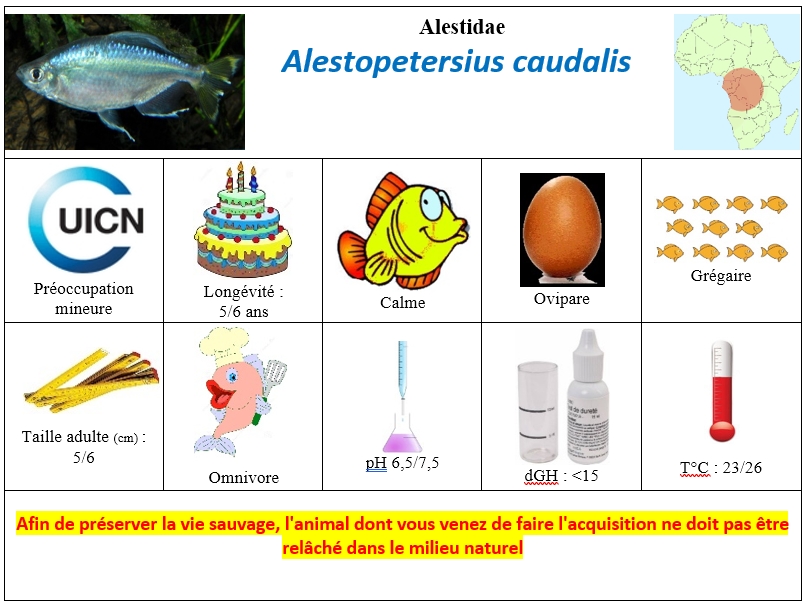 A.caudalis