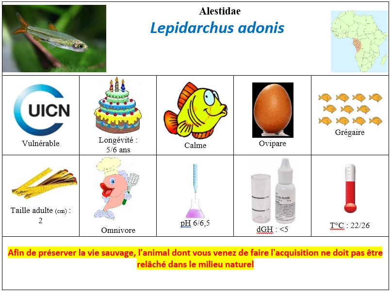 L.adonis