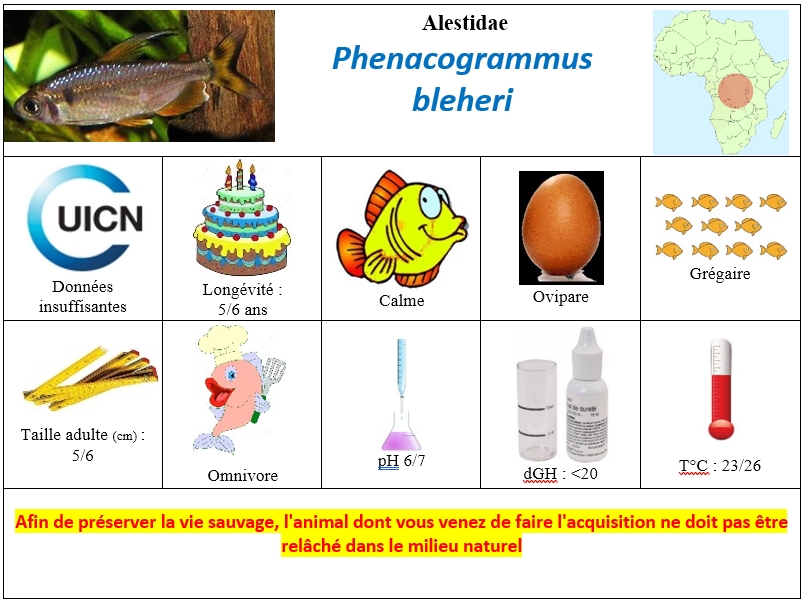 P.bleheri