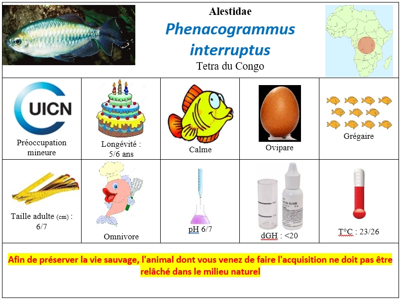 P.interruptus