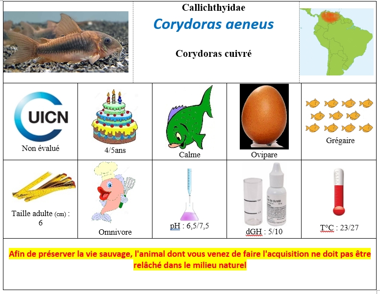 Corydoras aeneus