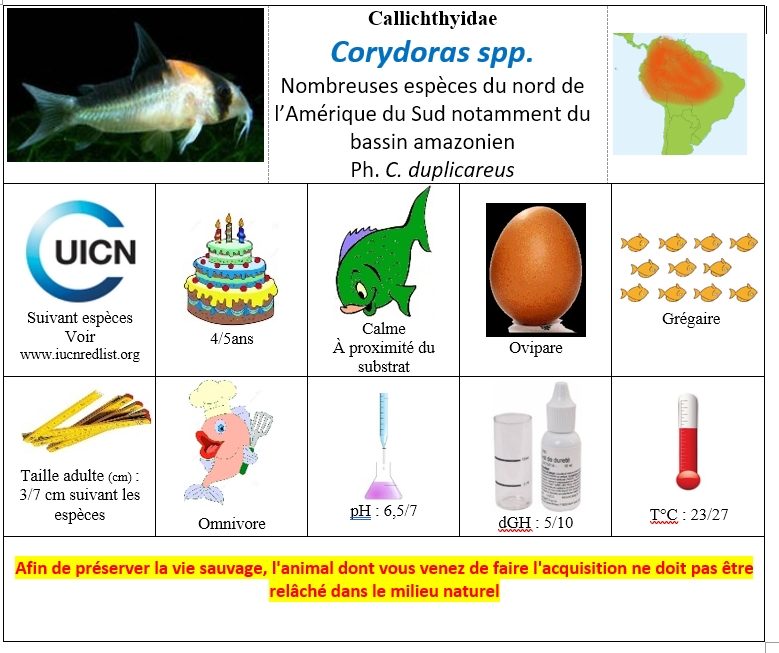 Corydoras spp