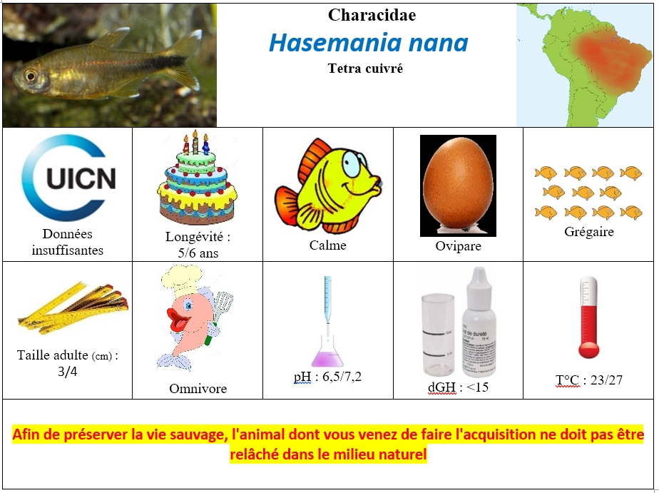 H.nana2