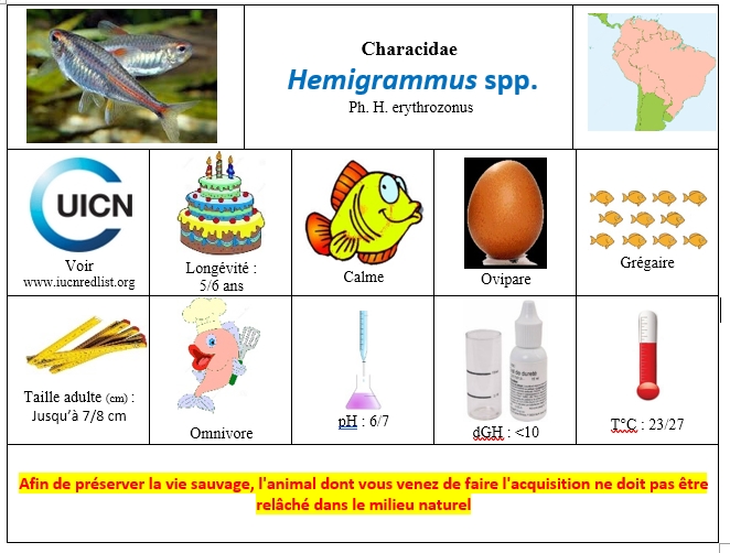 Hemigrammus spp