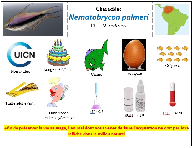 Nematobrycon palmeri