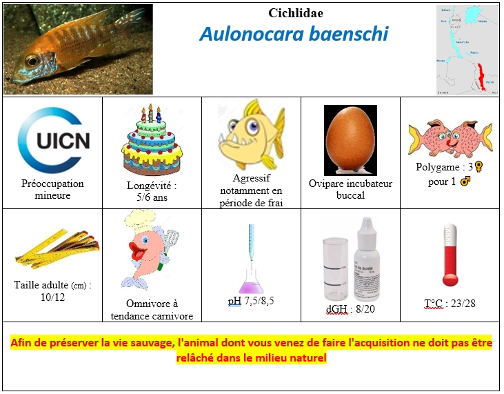 A.baenchi