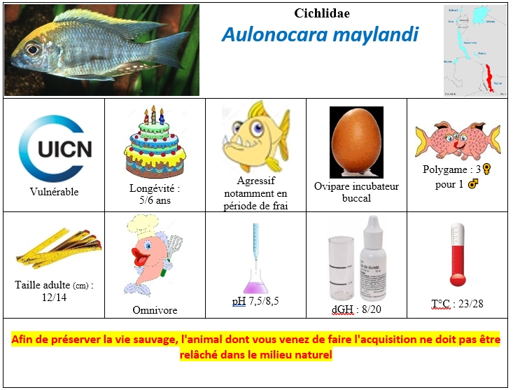 A.maylandi