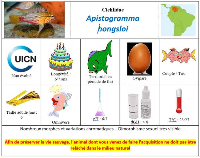 Apistogramma hongsloi