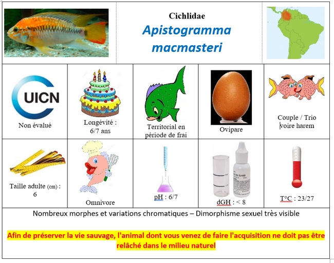 Apistogramma macmasteri